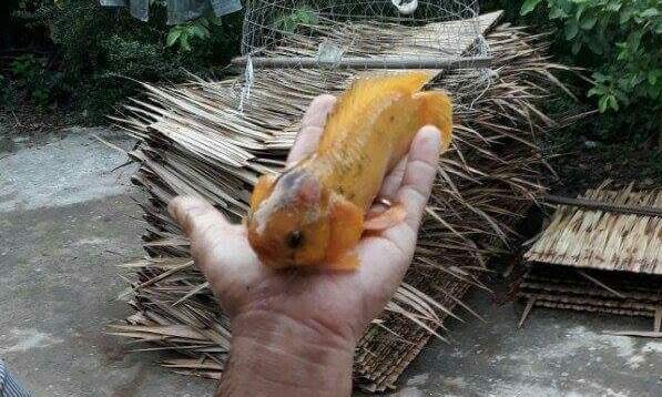 bat duoc ca ro co mau ky la o vinh long