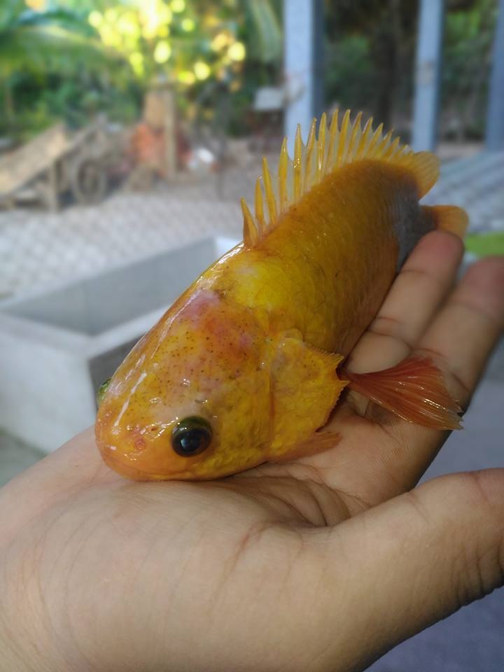vi nh long nguoi dan lien tuc bat duoc thuy sa n nuoc ngot co mau vang ky la