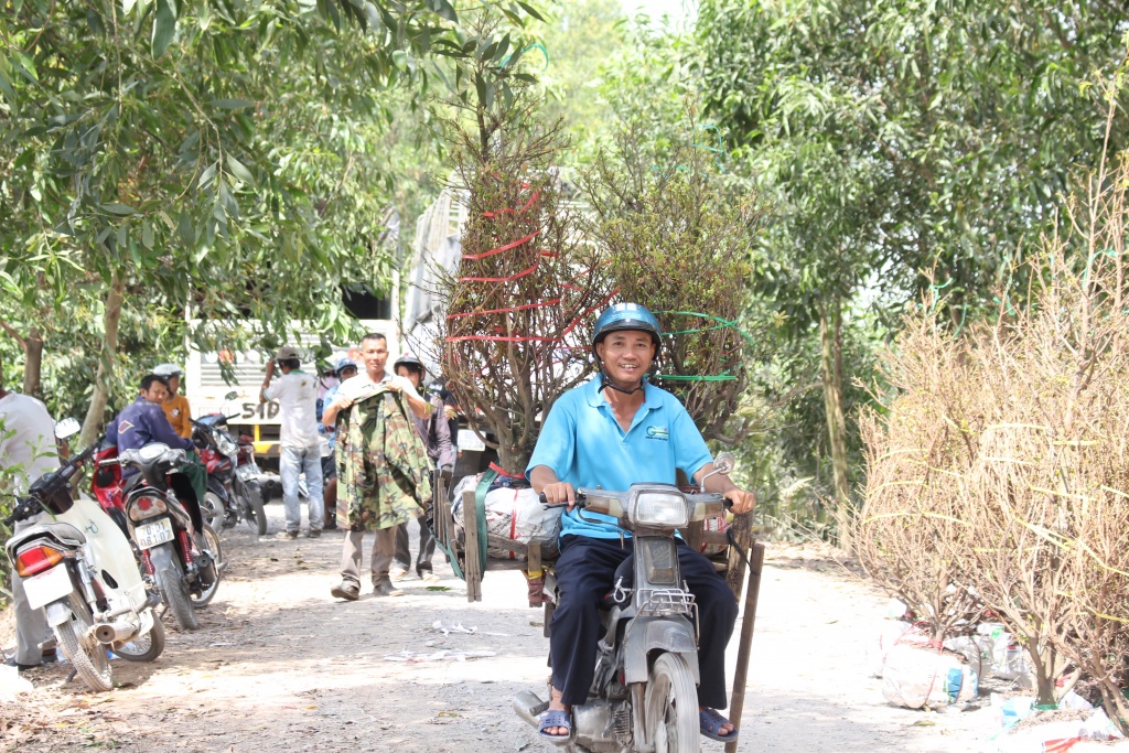 lang mai lon nhat sai gon bat dau dua hang ra cho tet nong dan trang dem canh trom