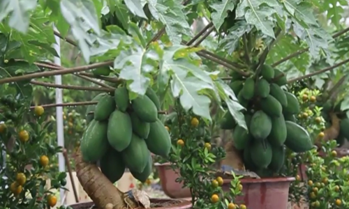 nhung chau rau qua doc la dat khach cho tet
