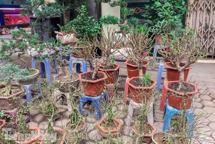 tan thay dao that thon trung quoc tien trieu ngap cho tet ha noi