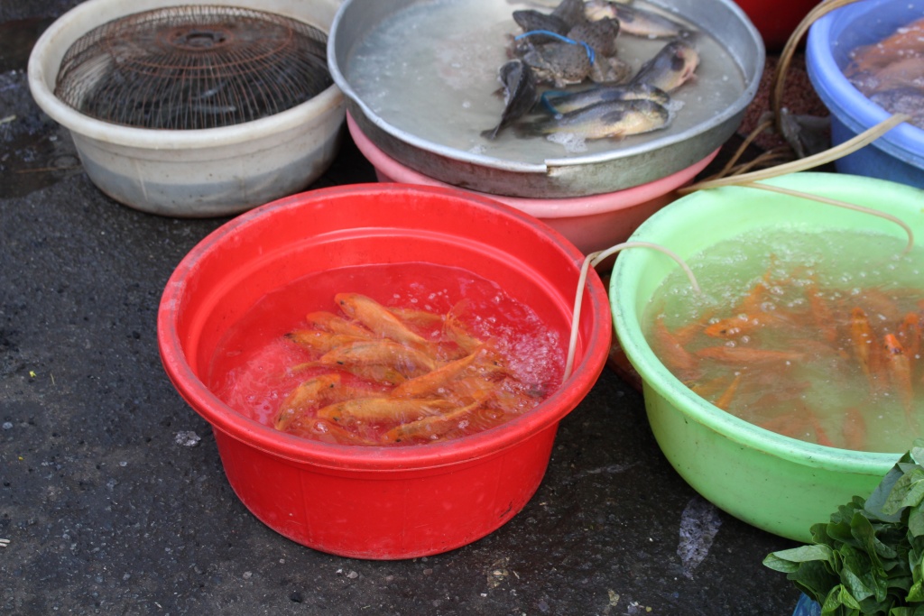 nguoi sai gon sam do cung ong cong ong tao som hoa qua dat hang ca chep vang khach mua