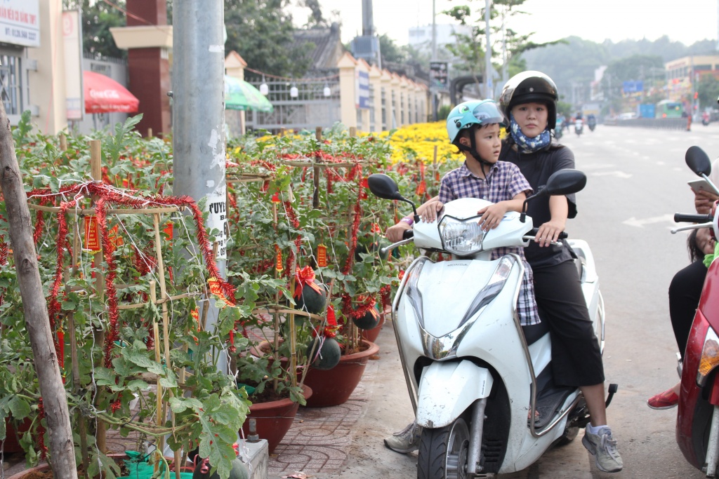 dua hau leo cay buoi khong lo moi trai nang 10 kg xuat hien o cho tet sai gon