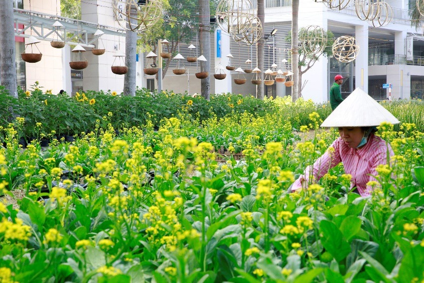 bau bi triu qua cai ngot xanh muot cho hoa tet ki hoi 2019 o khu nha giau phu my hung