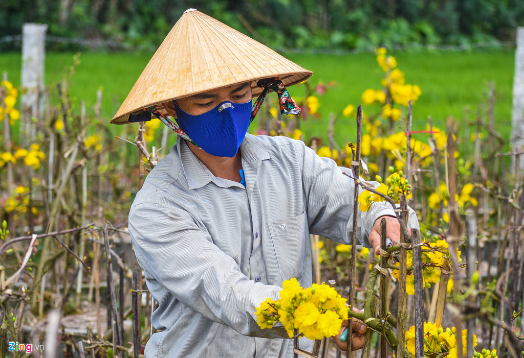 vu mai tet e chua tung co hang nghin goc chong cho giua dong