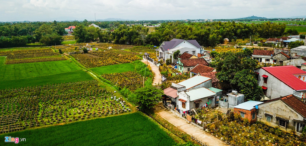 vu mai tet e chua tung co hang nghin goc chong cho giua dong