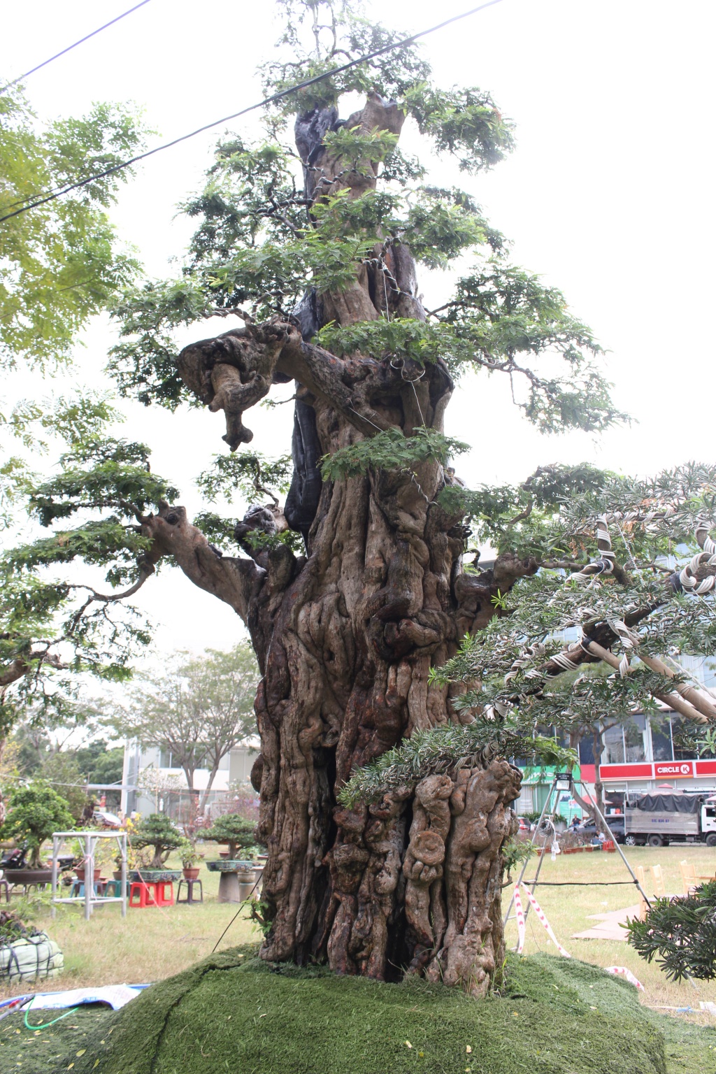 nong dan mien tay thue xe cau me khe xoai tram tuoi len cho hoa tet sai gon ban gia tien ti