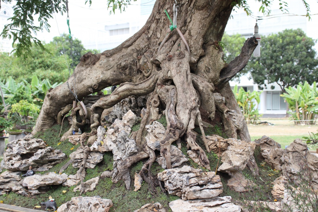 nong dan mien tay thue xe cau me khe xoai tram tuoi len cho hoa tet sai gon ban gia tien ti