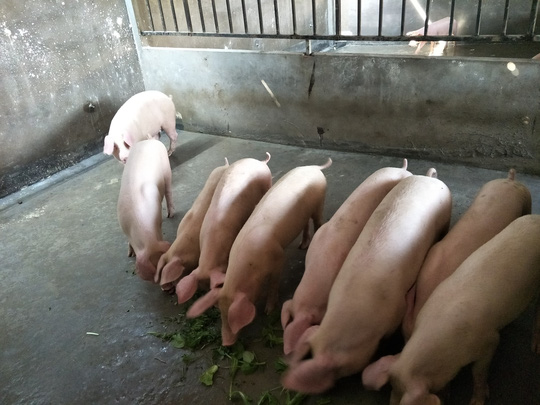 nam hoi ke chuyen nuoi heo xua va nay