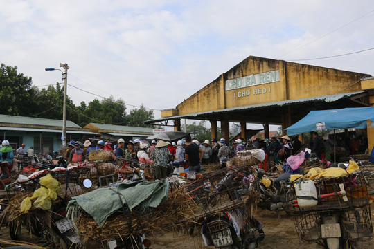 nghe doc o cho heo lon nhat quang nam