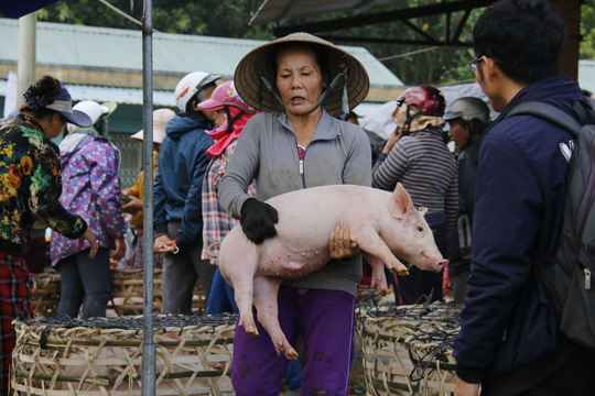 nghe doc o cho heo lon nhat quang nam