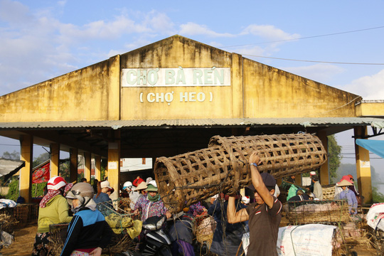 nghe doc o cho heo lon nhat quang nam