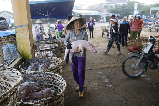 nghe doc o cho heo lon nhat quang nam