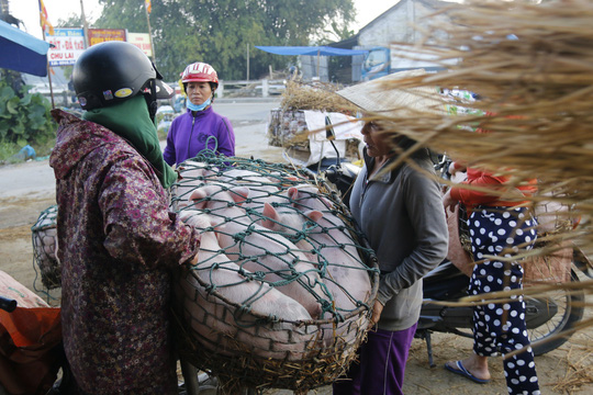 nghe doc o cho heo lon nhat quang nam