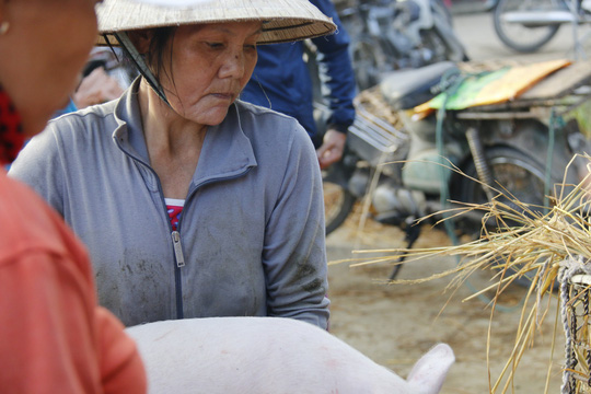 nghe doc o cho heo lon nhat quang nam