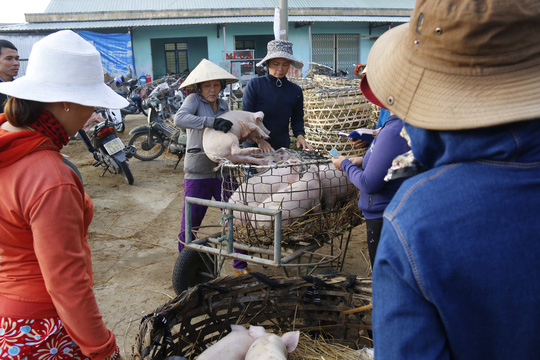 nghe doc o cho heo lon nhat quang nam