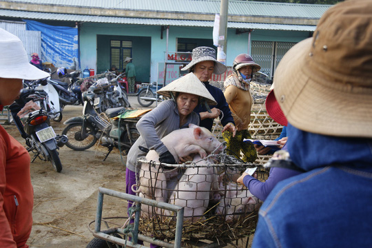 nghe doc o cho heo lon nhat quang nam