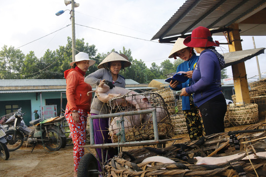 nghe doc o cho heo lon nhat quang nam