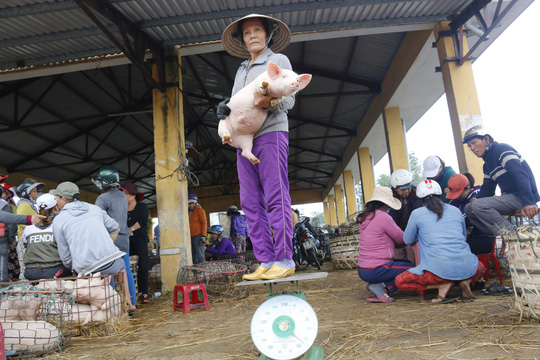 nghe doc o cho heo lon nhat quang nam