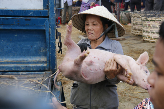 nghe doc o cho heo lon nhat quang nam