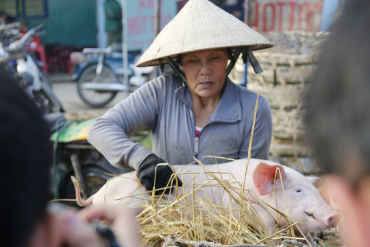 nghe doc o cho heo lon nhat quang nam