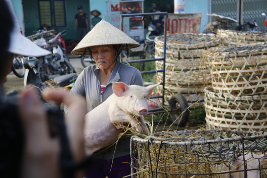 nghe doc o cho heo lon nhat quang nam