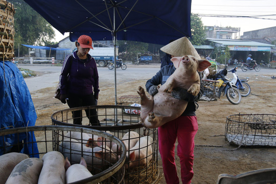 nghe doc o cho heo lon nhat quang nam