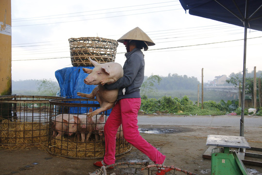 nghe doc o cho heo lon nhat quang nam