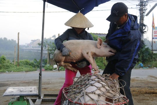 nghe doc o cho heo lon nhat quang nam