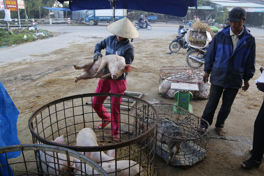 nghe doc o cho heo lon nhat quang nam
