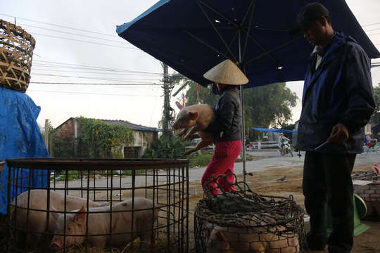 nghe doc o cho heo lon nhat quang nam
