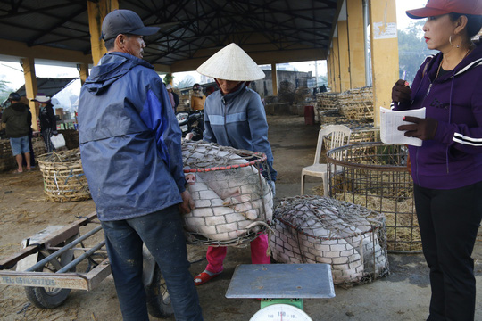 nghe doc o cho heo lon nhat quang nam