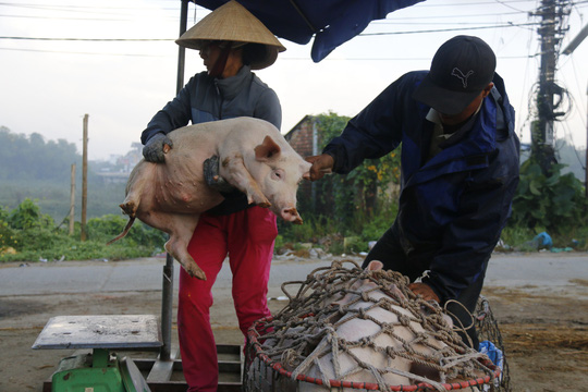 nghe doc o cho heo lon nhat quang nam