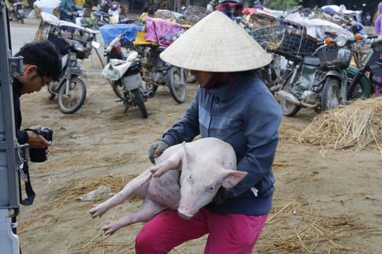 nghe doc o cho heo lon nhat quang nam