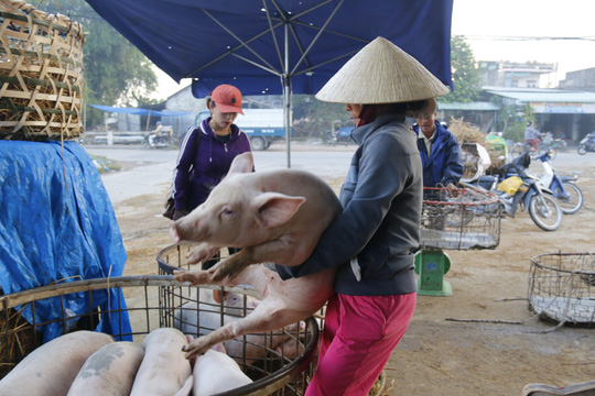 nghe doc o cho heo lon nhat quang nam