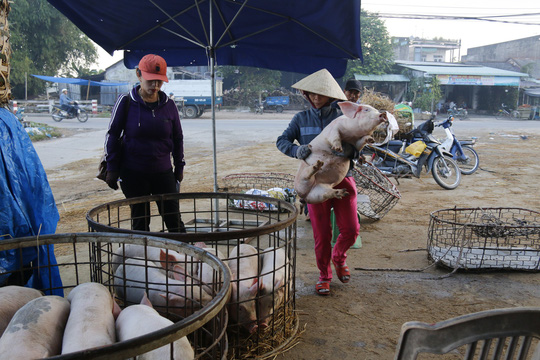 nghe doc o cho heo lon nhat quang nam