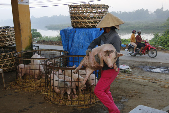 nghe doc o cho heo lon nhat quang nam