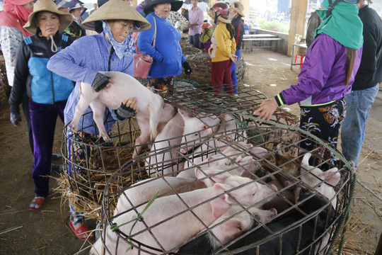 nghe doc o cho heo lon nhat quang nam