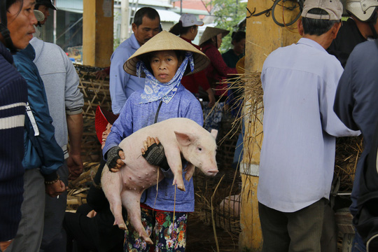 nghe doc o cho heo lon nhat quang nam