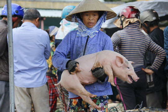 nghe doc o cho heo lon nhat quang nam