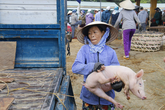 nghe doc o cho heo lon nhat quang nam