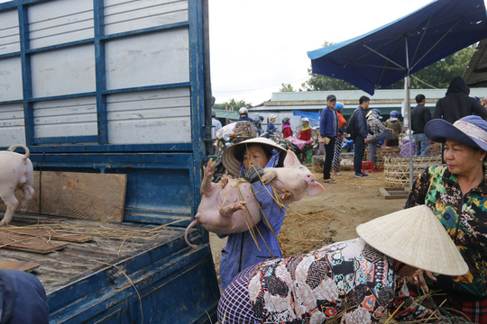 nghe doc o cho heo lon nhat quang nam