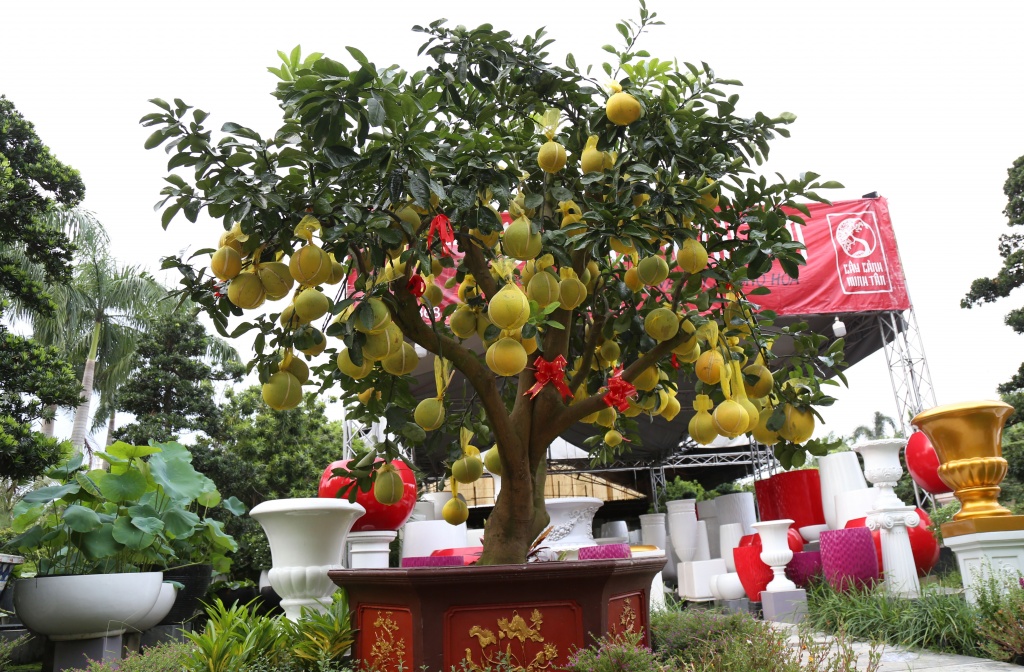 buoi dien gia vai chuc trieu dong moi goc vao sai gon an tet som