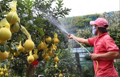 Bưởi Diễn giá vài chục triệu đồng mỗi gốc vào Sài Gòn 'ăn' Tết sớm