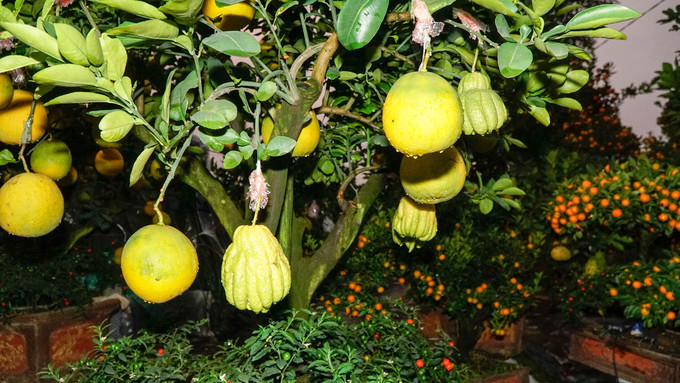 bonsai buoi khong lo hut khach choi tet
