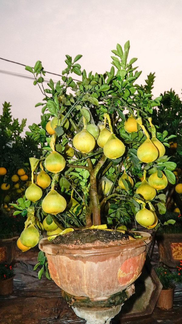 bonsai buoi khong lo hut khach choi tet