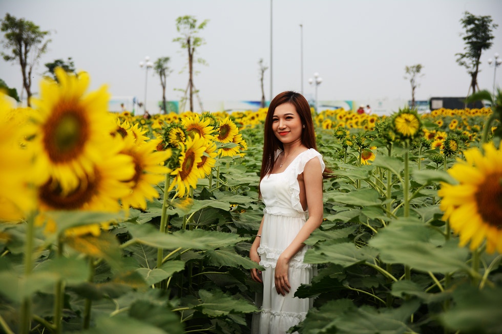tham hoa canh dong hoa huong duong o sai gon