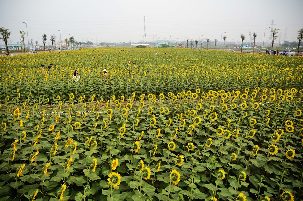 tham hoa canh dong hoa huong duong o sai gon