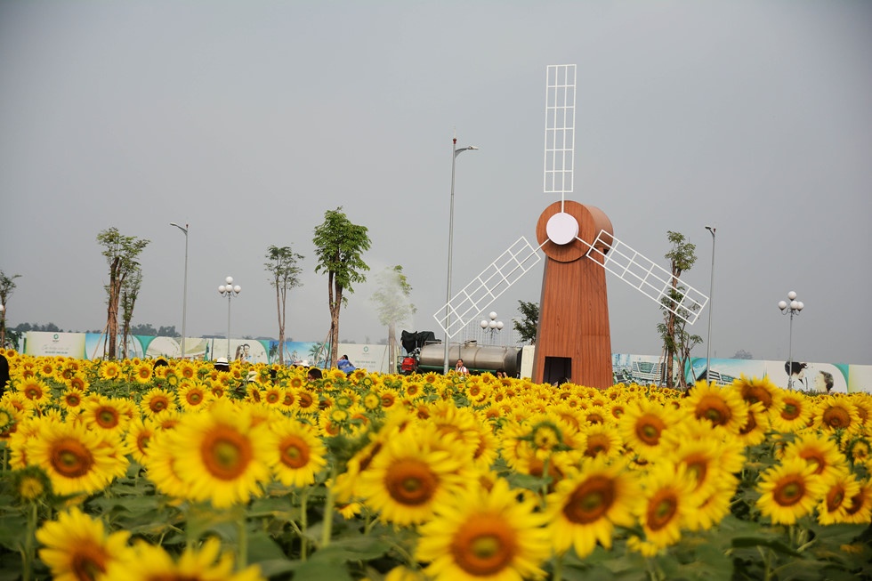 tham hoa canh dong hoa huong duong o sai gon
