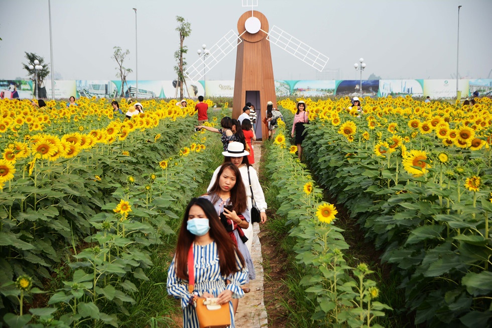 tham hoa canh dong hoa huong duong o sai gon